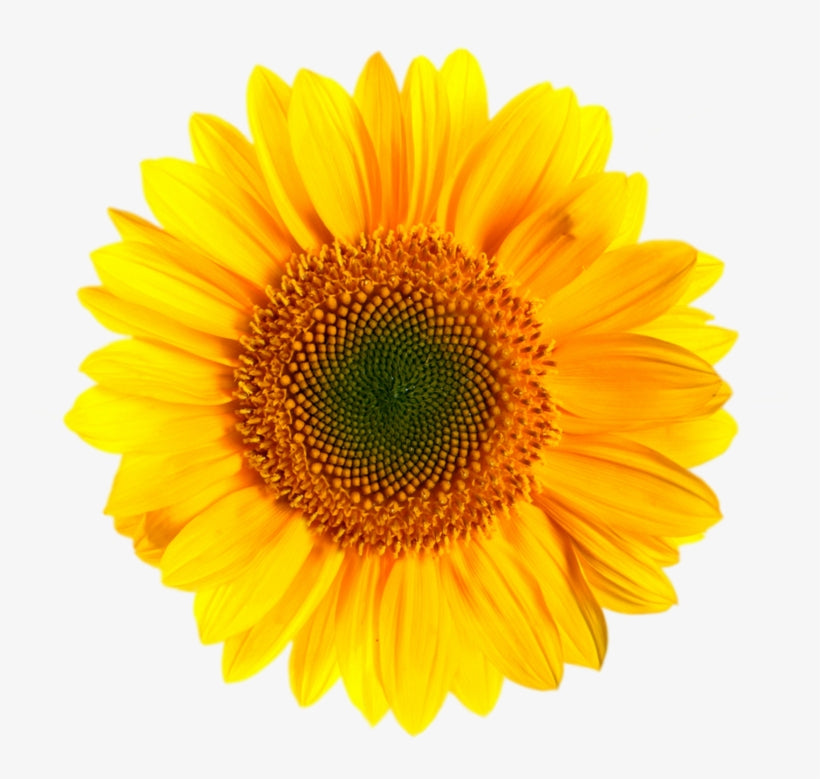 Helianthus Annuus (Sunflower Oil)